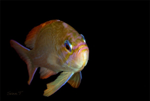 A curious anthias by Sven Tramaux 